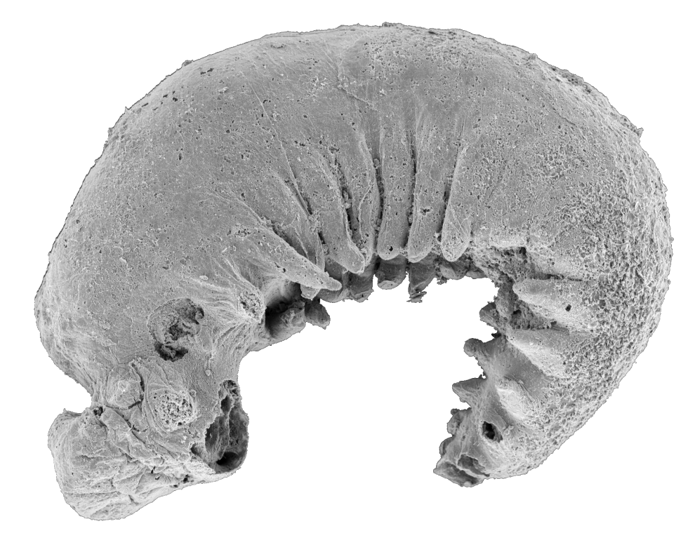 520-million-year-old larva fossil reveals the origins of arthropods ...