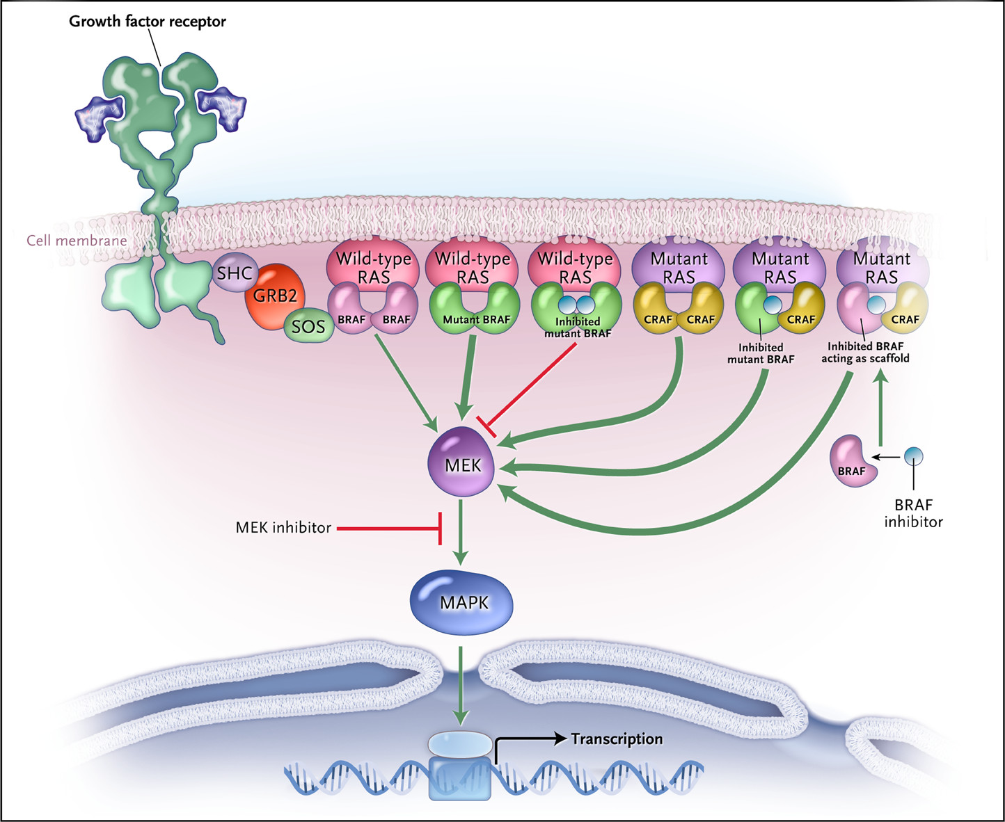 RAS–RAF Signaling in Melanoma and models of how BRAF inhibition paradoxically leads to activation of the signaling pathway.