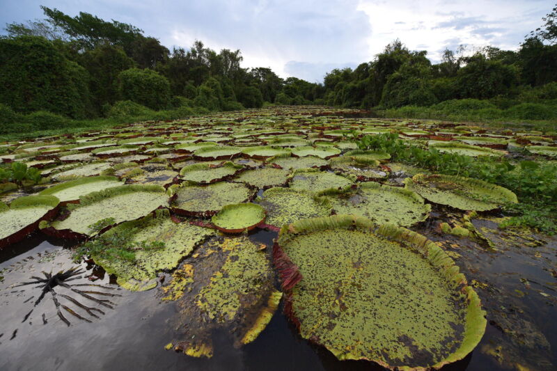 O vedere a zonelor umede Pantanal din Brazilia. Noi cercetări arată că o mare parte din emisiile globale de metan provin din vegetația putrezită din zonele umede tropicale.