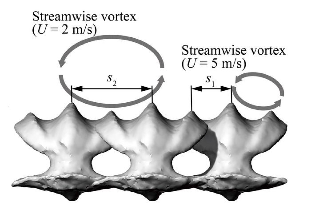 Denticles with varying heights and spacing reduce drag by interacting with streamwise vortices. 