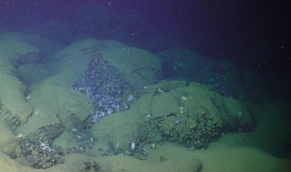 The Tahi Moana hydrothermal vent, pictured here, was observed to be covered in up to six inches of ash in some places. Some species of snails and mussels in the area survived the eruption and its aftermath.