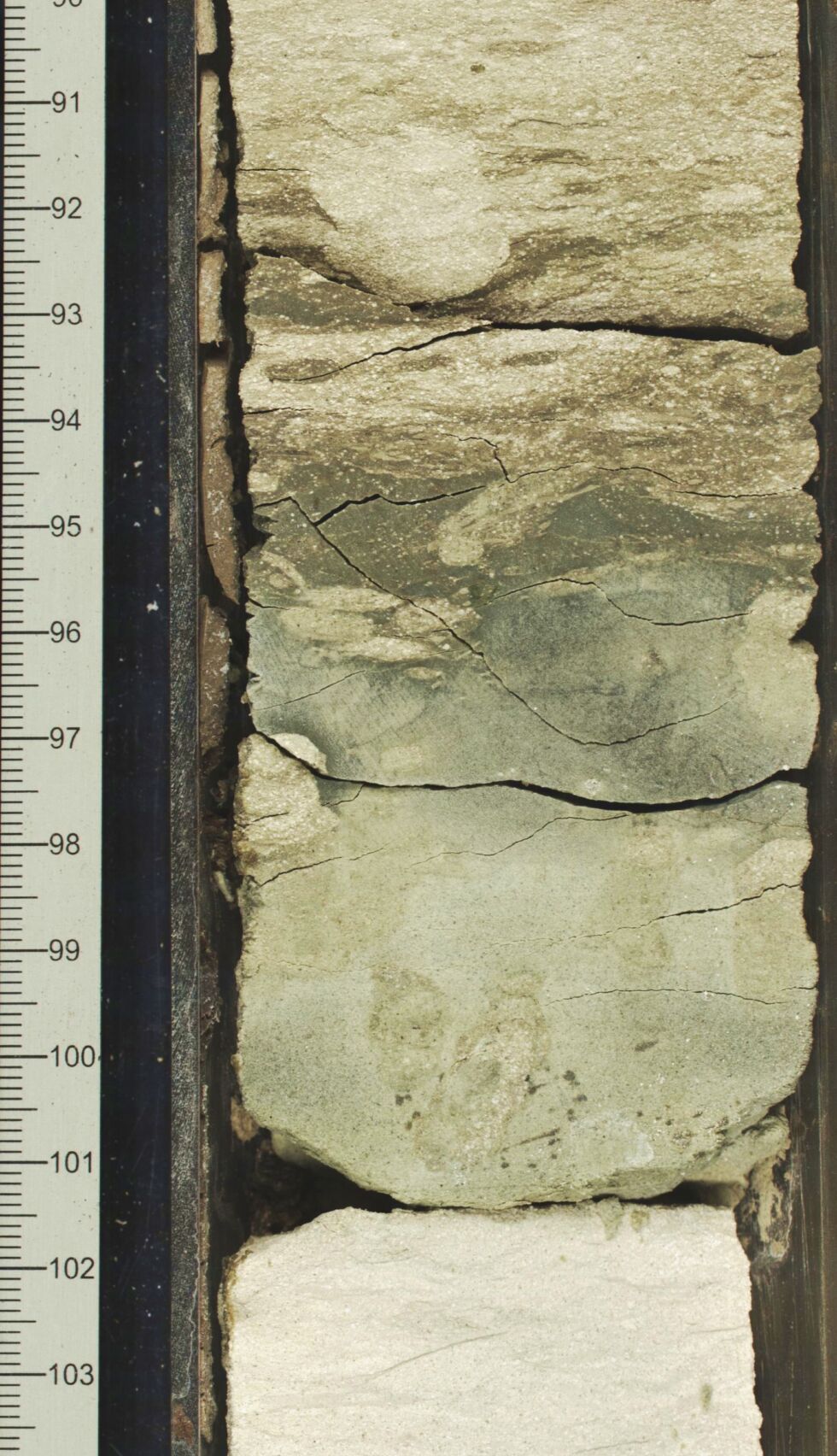 A deep-sea sediment core with volcanic ash (gray) that erupted 16.67 million years ago, in whitish limestone.