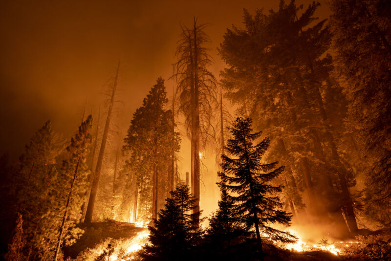 Kebakaran Windy Fire berkobar melewati Long Meadow Grove pohon sequoia raksasa dekat The Trail of 100 Giants pada malam hari di Hutan Nasional Sequoia pada 21 September 2021, dekat California Hot Springs, California.