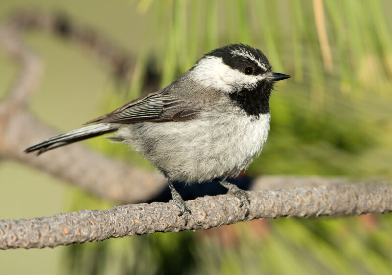 a small, black and grey bird perched on the branch of a fir tree.