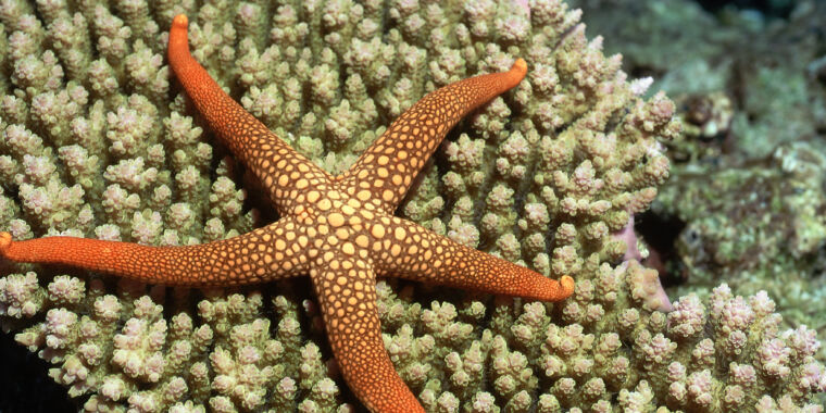 For many creatures, having a limb caught in a predator’s mouth is usually a death sentence. Not starfish, though—they can detach the limb and leav