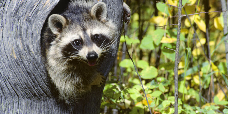 Human cases of raccoon parasite may be your best excuse to buy a flamethrower