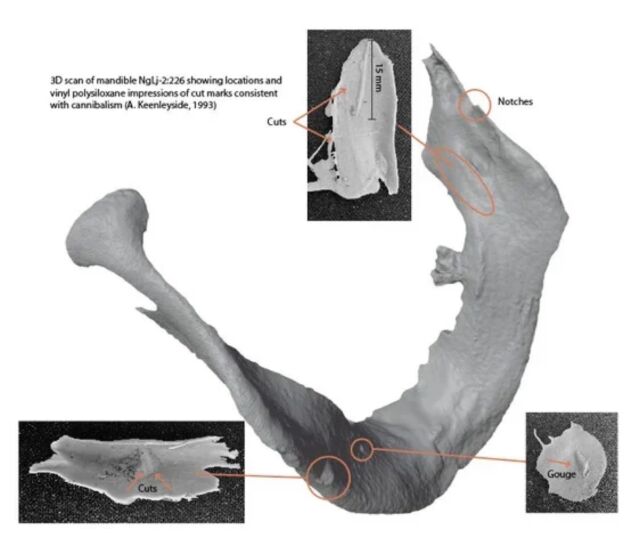 A 3D scan of James Fitzjames' mandible, showing impressions of cut marks consistent with cannibalism. 