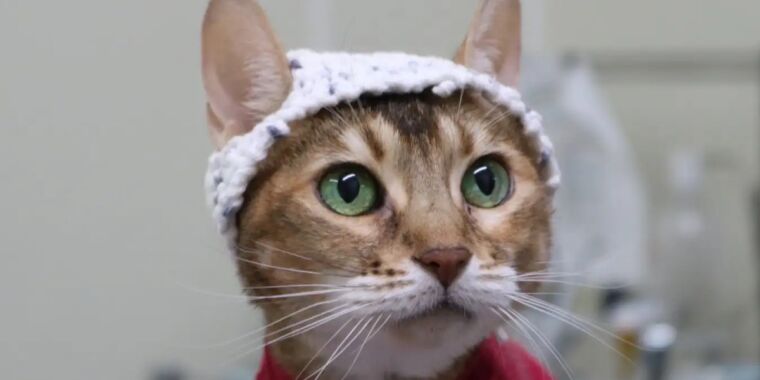 Cats in little crocheted hats shed light on feline chronic pain