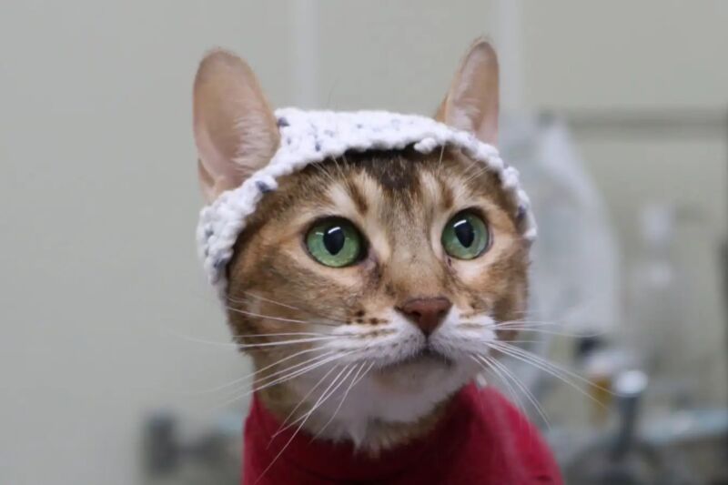 Study: Cats in little crocheted hats shed light on feline chronic pain