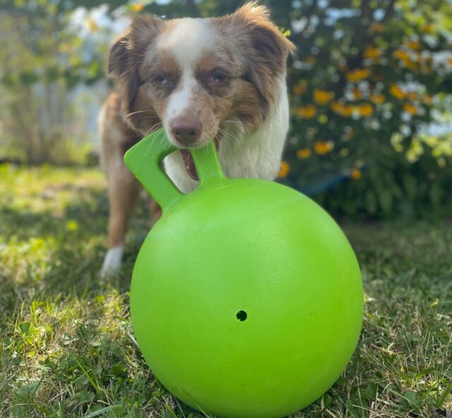 Both cats and dogs often enjoy playing fetch with their owners.