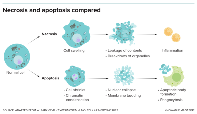 In necrosis, a cell dies by accident, releasing its contents and drawing immune cells to the site of damage by creating inflammation. In apoptosis, the cell collapses in on itself and the bits are cleared away without causing damaging inflammation.