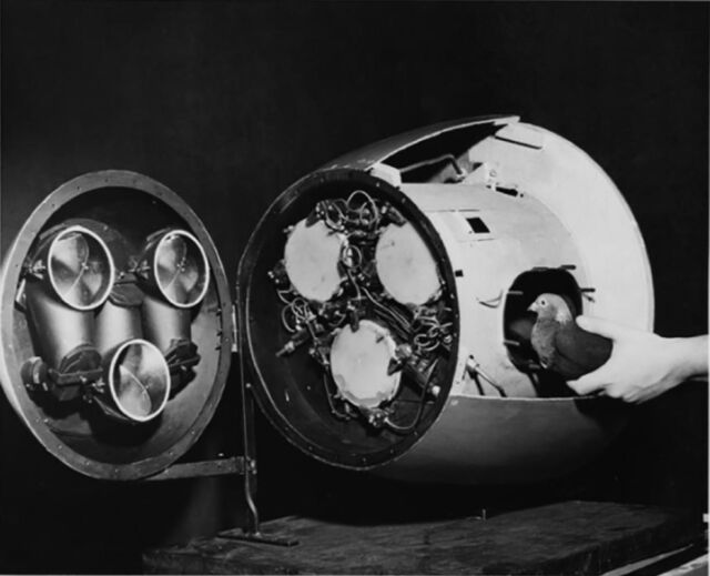 Nose cone of NIST glide bomb showing the three-pigeon guidance system.