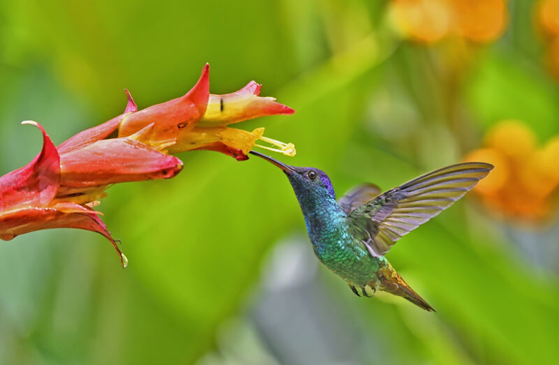 Golden-Tailed Sapphire Hummingbird about to extract nectar from a yellow and red flower