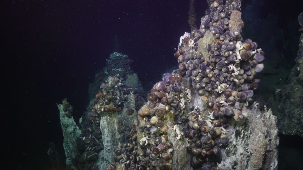 Some Alviniconcha snails flank a hydrothermal vent chimney. 