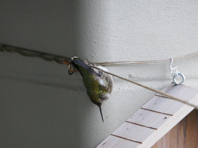 Many hummingbirds, such as this one, can enter a state of torpor, a form of hibernation in which they let their body temperature drop to near that of the air. Torpor saves the birds energy — especially important at night — but arousing from it can take many minutes and leave the birds vulnerable.