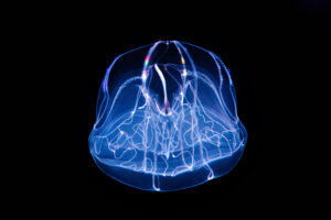 Image of a translucent, bluish umbrella-shaped comb jelly against a black backdrop. Some of its rows of cilia are iridescent.