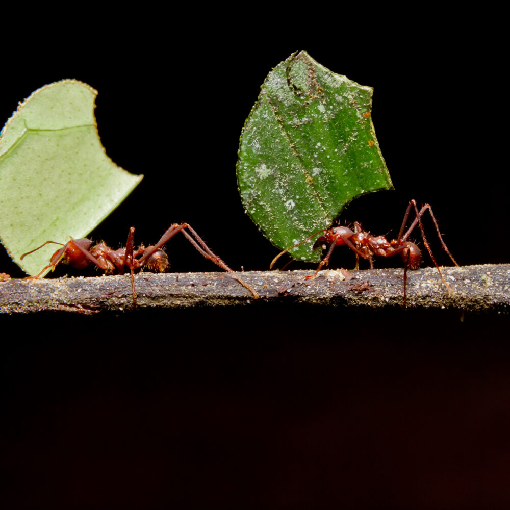 Image of two ants, both carrying fragments of leaves, walking along a stick against a black backdrop.