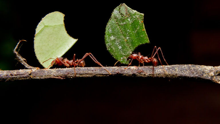 Ants and Fungi Cooperation