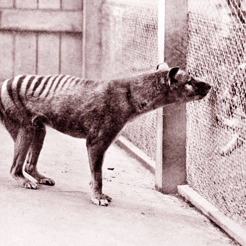 Image of a dog-sized animal with stripes near its hind limbs.