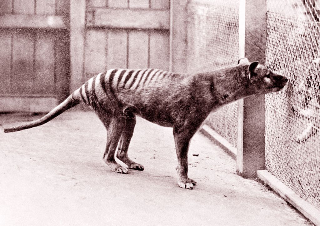 De-extinction corporate supplies a growth file on thylacine efforts