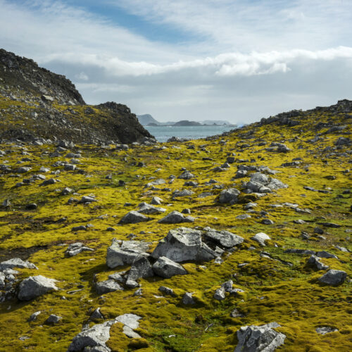 Greening of Antartica shows how climate change affects the frozen continent