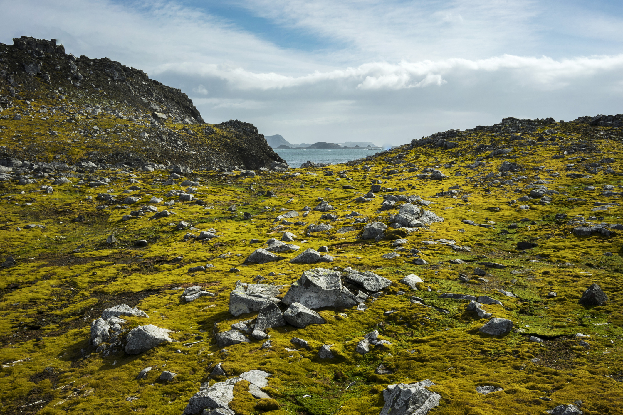 Greening of Antartica shows how climate change affects the frozen continent