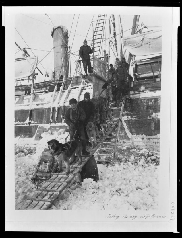 crew members pose on the ladder, with a few of the dogs, for a photograph in the process of evacuating the Endurance