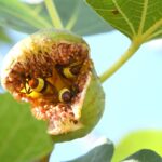 closeup of hornets feasting on a piece of fruit on the vine