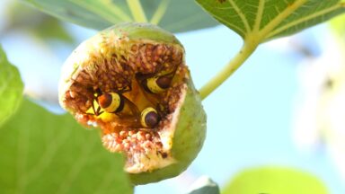 closeup of hornets feasting on a piece of fruit on the vine