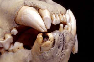 19th century lions teeth had thousands of hairs embedded in the cavities