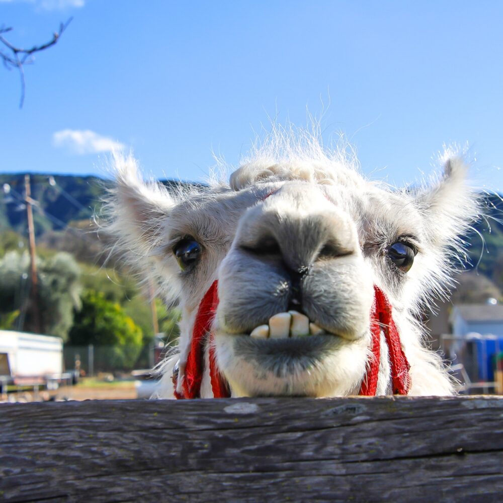 Llama con una expresión graciosa asomándose por encima de una cerca de madera, mostrando sus dientes delanteros. Al fondo, se observan montañas y un cielo despejado.