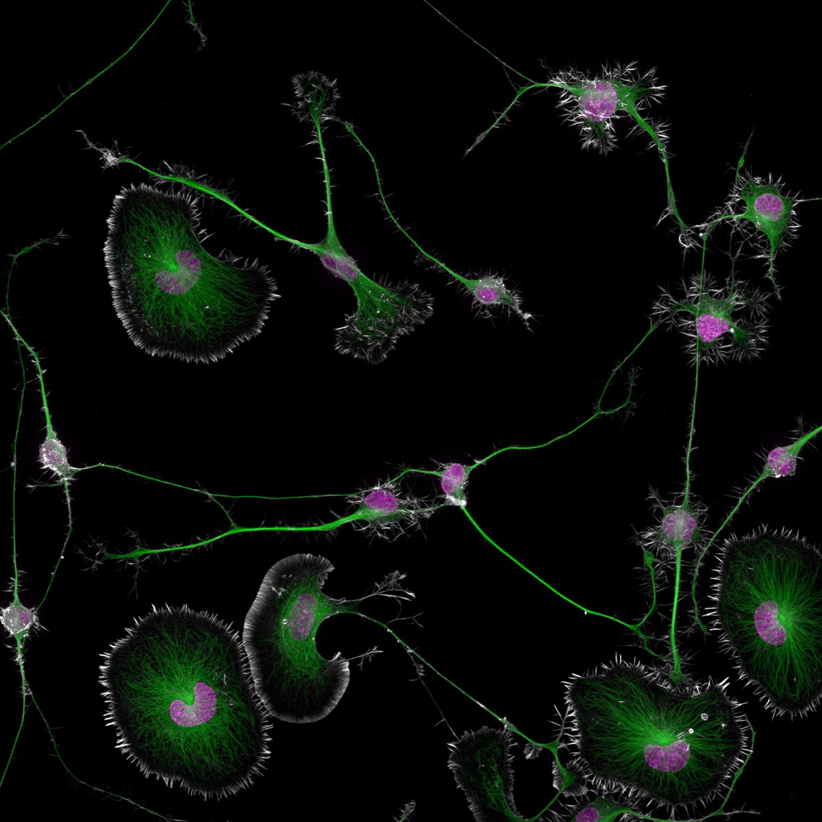 Incontra i vincitori del Nikon Microscopy Imaging Contest 2024