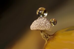 Schleimpilz auf einem faulen Zweig mit Wassertropfen