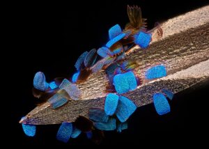 Flügelschuppen eines Schmetterlings (Papilio Ulysses) auf einer medizinischen Spritzennadel