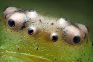 Green crab spider eyes (Diaea dorsata)