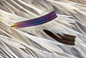 Isolated scales on Madagascan sunset moth wing (Chrysiridia ripheus)