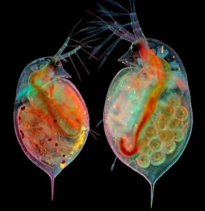 Zwei Wasserflöhe (Daphnia sp.) mit Embryonen (links) und Eiern (rechts)