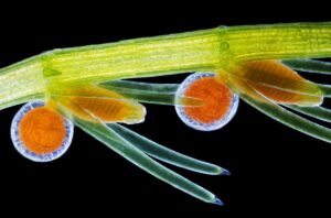 Steenmossen (Chara virgata) Voortplantingsorganen - oogonia (vrouwelijke organen) en aniridia (mannelijke organen)