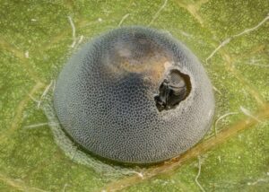 The egg of an insect parasitized on a wasp