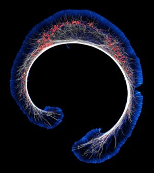 Stadio iniziale di differenziazione delle cellule di neuroblastoma di topo (actina, microtubuli e mitocondri)