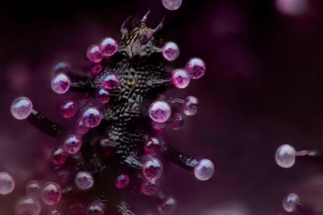 A leaf of the hemp plant. The swollen glands are trichomes. The bubbles inside are cannabinoid vesicles.