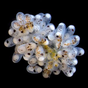 Cluster of octopus eggs (Octopus hummelincki).