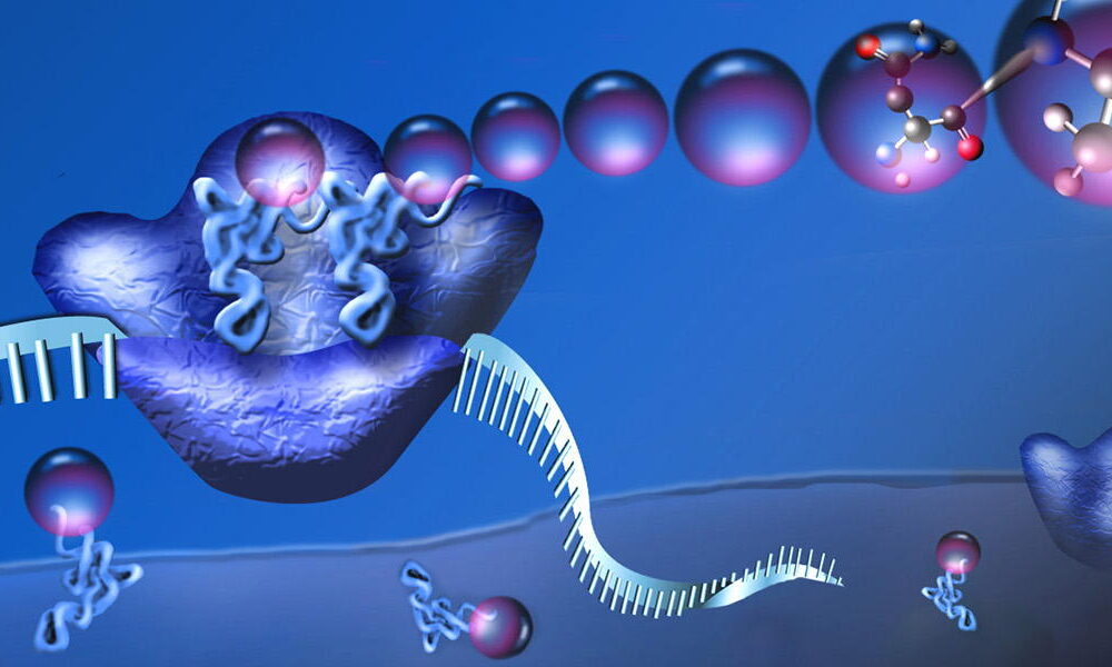 Illustration of a ribosome in action