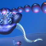 Illustration of a ribosome in action