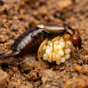 earwig with its eggs