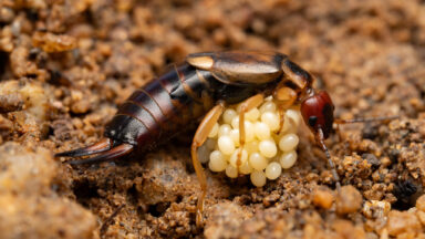 earwig with its eggs