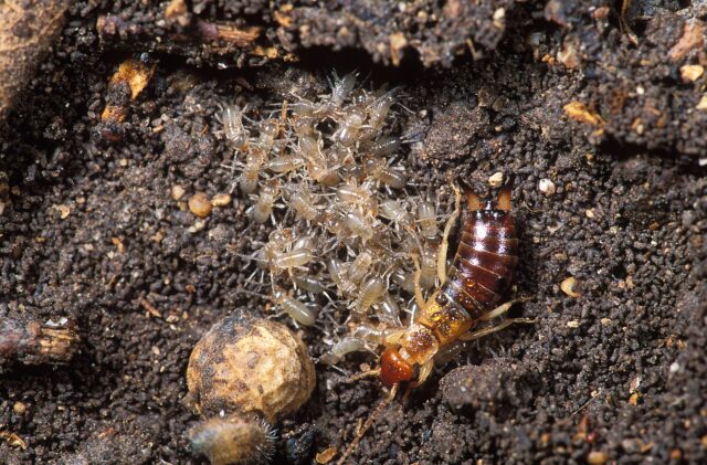 A female earwig with her young.