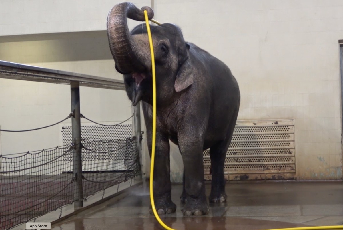 This elephant figured out how to use a hose to shower - Ars Technica