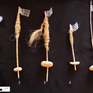 photograph of 5 spindles with stone whorls and tufts of fiber wrapped around them