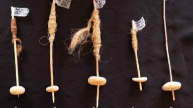 photograph of 5 spindles with stone whorls and tufts of fiber wrapped around them